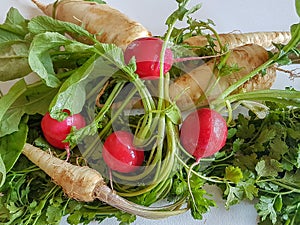 Fresh food parsley root with green leaves and red radish isolated