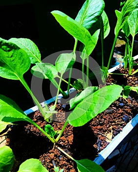 fresh, food, spinach, leaf, green, vegetable, organic, ingredient, healthy, salad, plant, white, background, diet, isolate