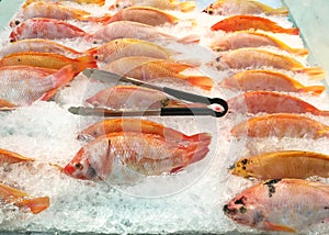 Fresh food. Frozen fish, tilapia on ice