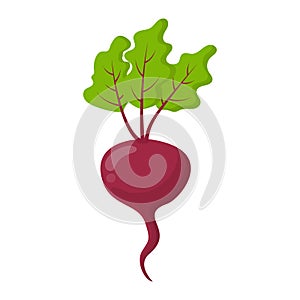 Fresh food vegetable beet cartoon vector isolated illustration