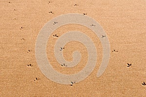 Fresh Footprints in the Sand