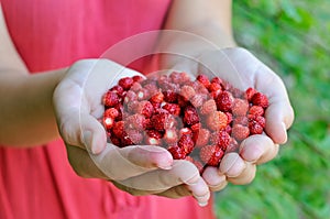 Fresh forest strawberries in the girl hands