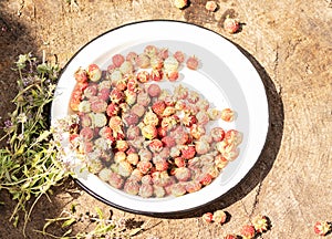 Fresh forest strawberries on a white metal plate. Wooden table in the courtyard of the house. Nearby lies thyme grass