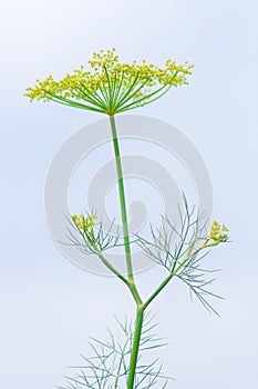 Fresh fragrant fennel 2 photo