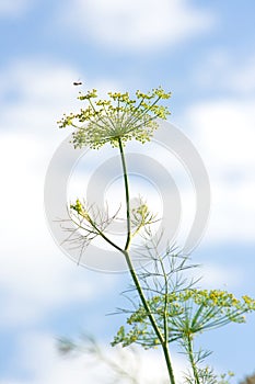 Fresh fragrant fennel