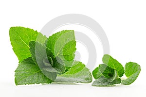 Fresh and fragrant mint leaves with water drops