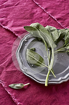 Fresh Fragrant Sage Herb Picked from my Organic Herb Garden Salvia officinalis