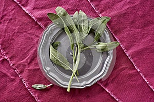 Fresh Fragrant Sage Herb Picked from my Organic Herb Garden Salvia officinalis