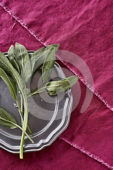 Fresh Fragrant Sage Herb Picked from my Organic Herb Garden Salvia officinalis