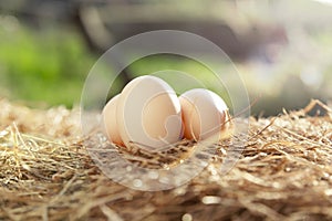 FRESH FREE RANGE EGGS