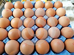 Fresh free range eggs for sale