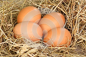 Fresh freerange eggs