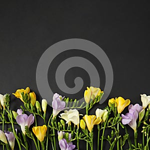 Fresh freesia flowers on dark background. Space for text