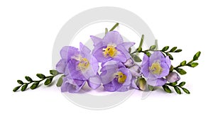 Fresh  freesia flowers