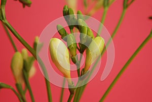 Fresh Freesia Green buds in Glass Vase isolated on Pink Rose background. Spring Background.