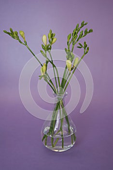 Fresh Freesia Green buds in Glass Vase on Pink Rose background. Spring Background.