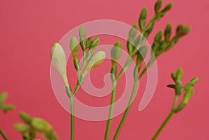 Fresh Freesia Green buds in Glass Vase on Pink Rose background. Spring Background.