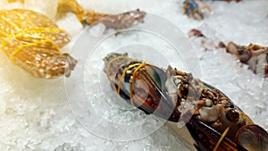 Fresh freeze sea crab in ice tray,