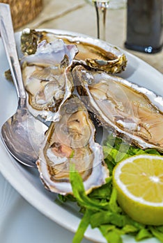 Fresh French appetizer oysters on ice with lemon, for gourmets