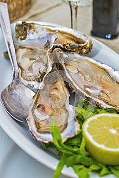 Fresh French appetizer oysters on ice with lemon, for gourmets photo