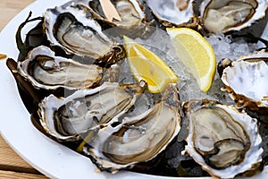 Fresh french Gillardeau oysters molluscs shucked on ice with lemon ready to eat close up