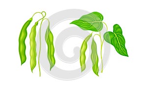 Fresh french green beans set. Organic green bean pods, peas pods vector illustration