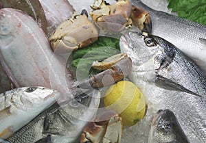 fresh freshly caught sea bream and many other types of fish at m