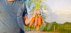 Fresh freshly picked carrots in the hands of a farmer on the field. Harvested organic vegetables. Farming and agriculture.