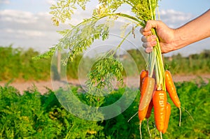 Fresh freshly picked carrots in the hands of a farmer on the field. Harvested organic vegetables. Farming and agriculture.