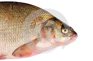 Fresh freshwater fish Bream.