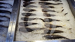 Fresh frozen catfish on ice display in supermarket