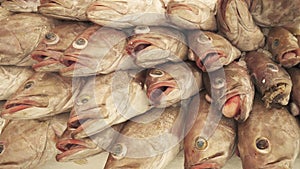 Fresh frozen fish on the counter in supermarket