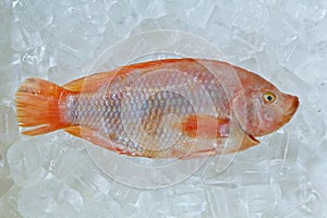 Fresh Frozen Fish For sale