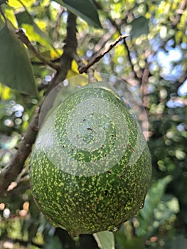 Organic Avocado Growing on Tree