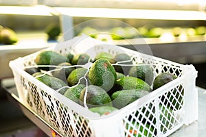 Fresh fruit avocado in crates after packaging, warehouse at mango factory