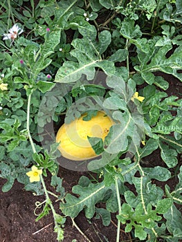 Fresh fruit with beautiful eating