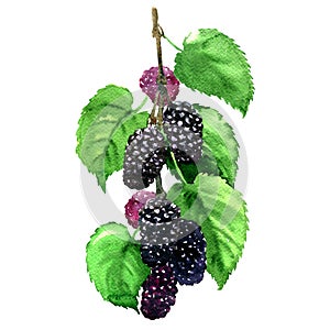 Fresh fruit black mulberry with leaves isolated, watercolor illustration