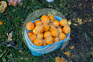 Fresh Fruit Collected in a Basket Fresh from Organic Produce Farm. Healthy Food with Natural Sources of Vitamins and Minerals. Man