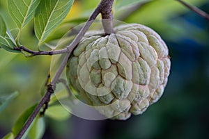 Fresh fruit custard apple on a tree in the backyard.