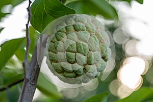 Fresh fruit custard apple on a tree in the backyard.