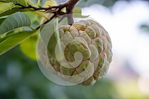 Fresh fruit custard apple on a tree in the backyard.