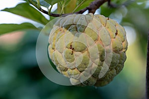 Fresh fruit custard apple on a tree in the backyard.