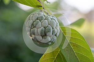 Fresh fruit custard apple on a tree in the backyard.