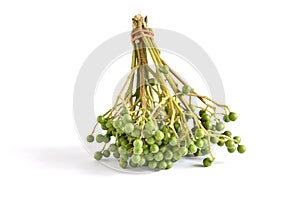 Fresh fruit Green of Szechuan pepper Zanthoxylum piperitum used for Fish dishes in India Spikes or Thorn having plants fruit