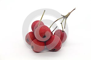 Fresh fruit hawthorn white background photo material