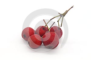 Fresh fruit hawthorn white background photo material