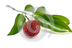 fresh fruit lychee with green leaf on white background