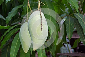 Fresh fruit mango on tree