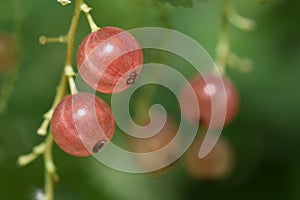 Fresh fruit from my garden