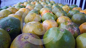 fresh fruit, oranges, texture background